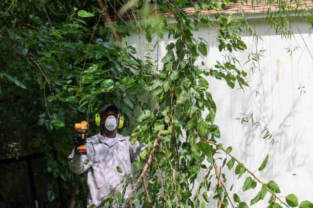 Best Tree Removal  in Ashland, OR